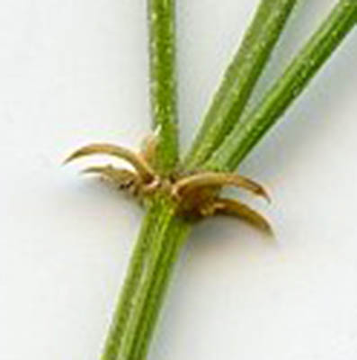  Fagonia longipes Standley 